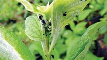 Aphid on Philadelphus - credit: Dove Associates